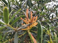 Podocarpus