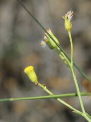 Senecio burchellii