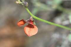 Indigofera claassensii