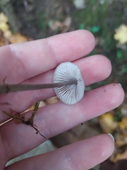 Mycena galericulata