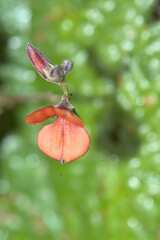 Indigofera claassensii