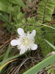 Parnassia cirrata intermedia