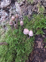 Mycena galericulata