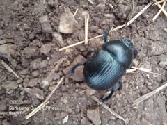 Anoplotrupes stercorosus