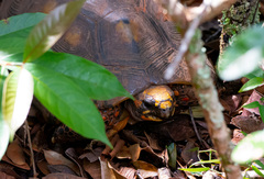 Chelonoidis carbonarius