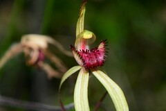Caladenia orientalis