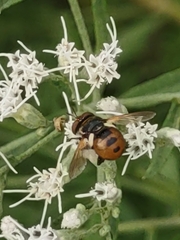 Gymnosoma