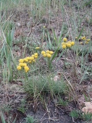 Galatella linosyris
