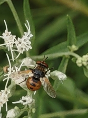 Gymnosoma