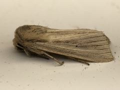 Mythimna oxygala