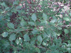 Populus