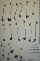 Antennaria alpina