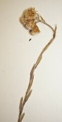 Antennaria alpina
