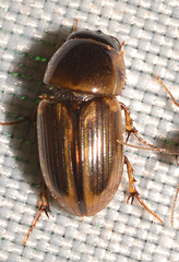 Labarrus cincticulus