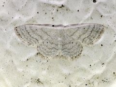 Idaea subsericeata