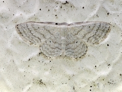 Idaea subsericeata