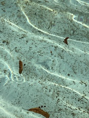 Coccinella septempunctata