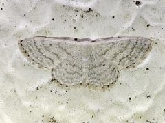 Idaea subsericeata