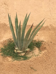 Aloe
