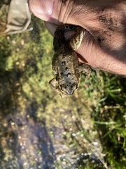 Rana luteiventris