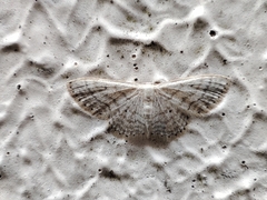 Idaea subsericeata