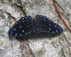 Hamadryas laodamia saurites