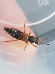 Staphylinus erythropterus