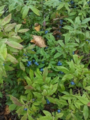 Vaccinium myrtilloides