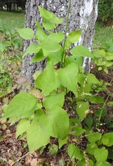 Syringa vulgaris