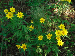 Bidens