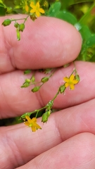 Hypericum mutilum