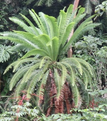 Dioon spinulosum