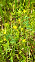 Hypericum mutilum