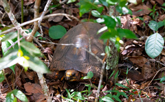 Chelonoidis carbonarius