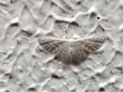 Idaea subsericeata