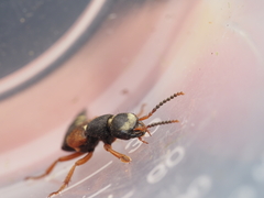 Staphylinus erythropterus