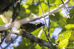 Buccanodon duchaillui