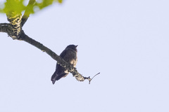 Bradornis fuliginosus