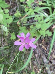 Sidalcea