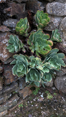 Echeveria secunda