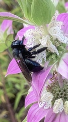 Xylocopa micans