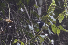 Platysteira castanea