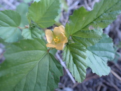 Malvastrum coromandelianum