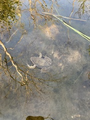 Rana luteiventris