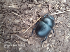 Anoplotrupes stercorosus