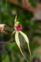 Caladenia orientalis