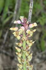 Lachenalia pallida