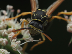 Polistes nimpha