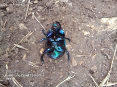Anoplotrupes stercorosus