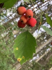Crataegus mollis